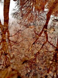 Close-up of tree trunk in forest during autumn