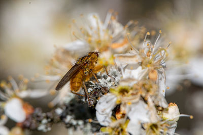 Close-up of fake bee on flower