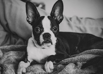 Portrait of dog relaxing on bed at home