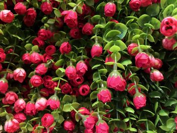 Close-up of pink flowering plants