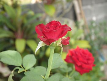 Close-up of red rose on plant