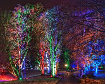 Illuminated trees by road at night