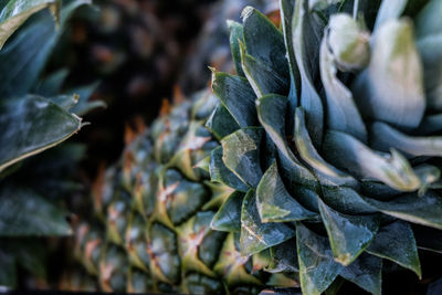 Close-up of leaves for sale in market