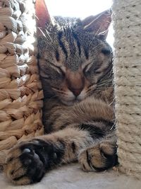 Close-up of a cat sleeping