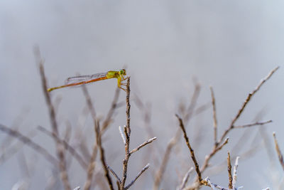 Close-up of insect