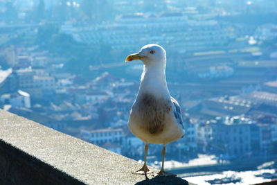 Seagull sits on the parapet on the embankment by the sea against the background of blue water