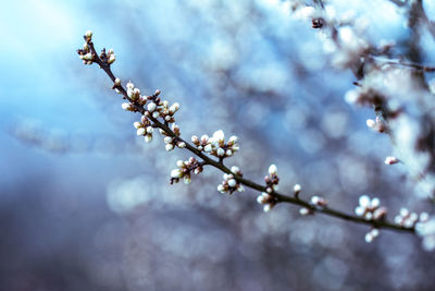 Low angle view of cherry blossoms in spring