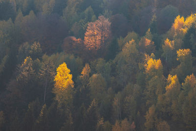 Trees in forest during autumn
