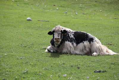 Sheep grazing on field