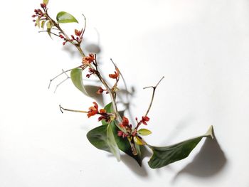 Close-up of plant against white background