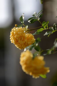 Close-up of yellow flowering plant
