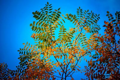 Low angle view of tree against clear sky