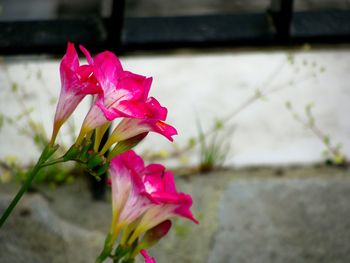 Close-up of pink rose blooming outdoors