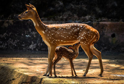 Giraffe standing outdoors