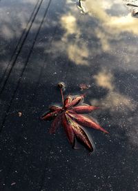 High angle view of insect on leaf