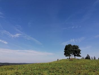 Trees on field against sky