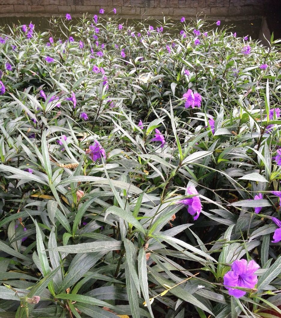 flower, freshness, growth, purple, plant, fragility, beauty in nature, nature, petal, blooming, stem, leaf, field, pink color, in bloom, green color, flower head, outdoors, close-up, day