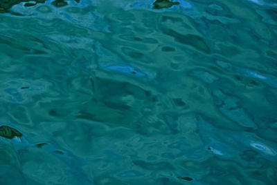 High angle view of fish swimming in water