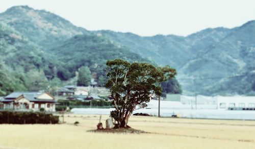 Trees on field against mountains