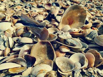 Close-up of seashells on pebbles at beach