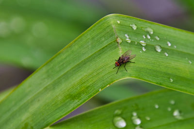 Close-up of fly on leaf