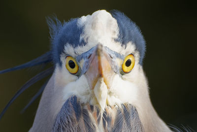 Close-up portrait of blue heron