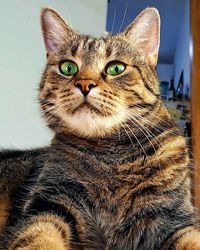 Portrait of cat