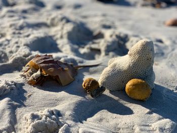 High angle view of shells on sand