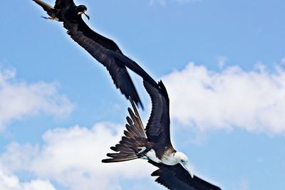 Low angle view of eagle flying against sky