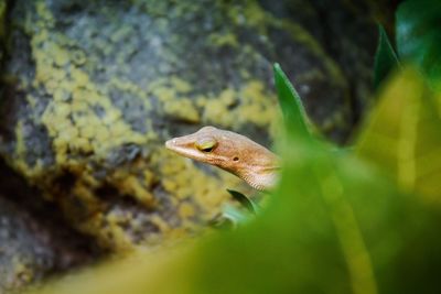 Close-up of lizard on leaf