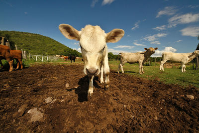 Cattle standing on field against sky