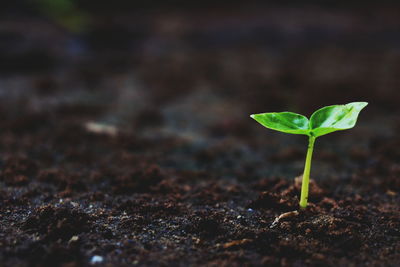 Close-up of small plant growing on field