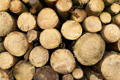 Full frame shot of logs in forest