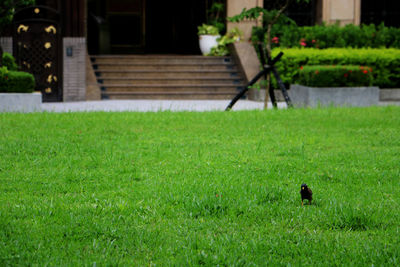View of an animal on grass