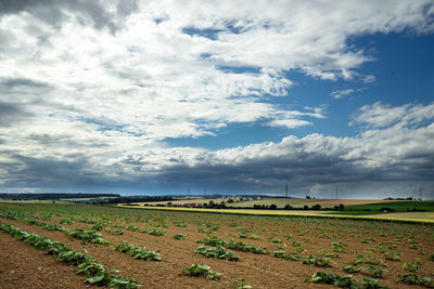 Scenic view of agricultural field against sky