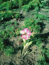 High angle view of pink flower blooming on field