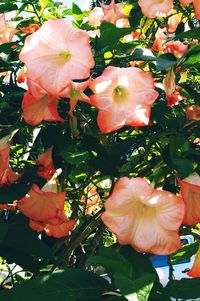 Close-up of flowers and leaves