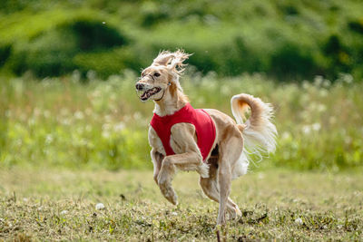 Saluki dog in red shirt running in green field and chasing lure at full speed