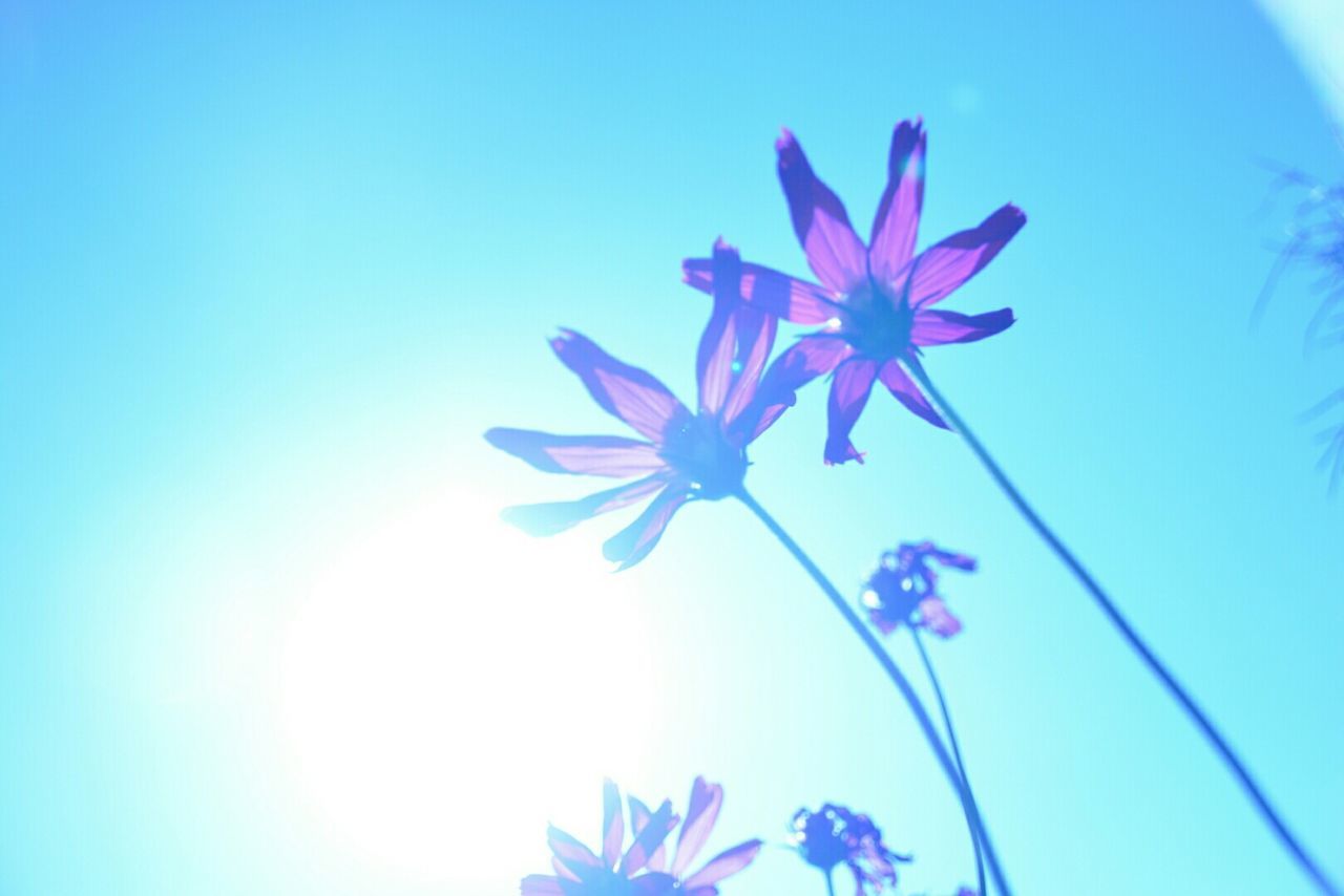 flower, blue, fragility, freshness, petal, clear sky, growth, beauty in nature, low angle view, purple, flower head, blooming, nature, stem, plant, copy space, in bloom, sunlight, close-up, day