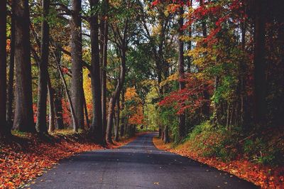 Empty road passing through forest