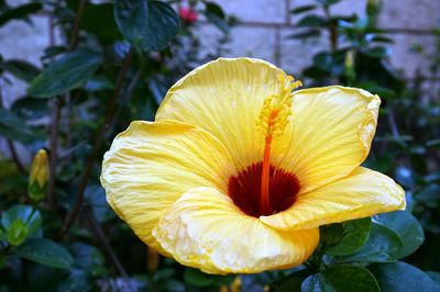 Close-up of yellow hibiscus flower