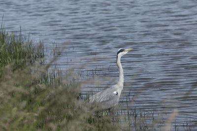 View of a bird in lake