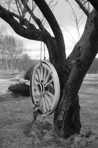 Bare tree on field