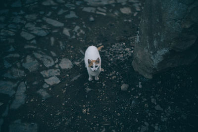 High angle portrait of cat on ground