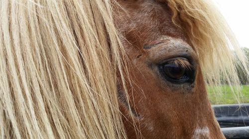 Close-up of a horse