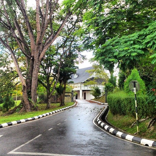 tree, the way forward, architecture, built structure, building exterior, road, diminishing perspective, green color, transportation, growth, empty, day, vanishing point, no people, street, outdoors, house, empty road, nature, long