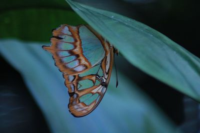 Close-up of butterfly