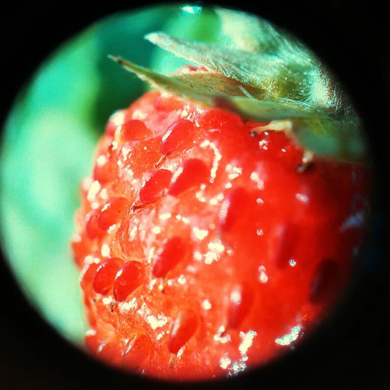 CLOSE-UP OF STRAWBERRY CAKE