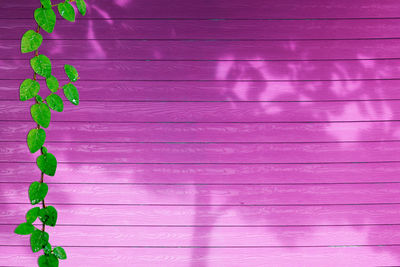 Close-up of pink leaves against wall