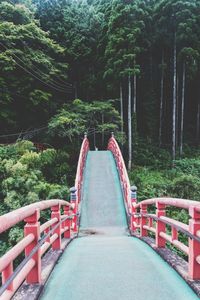 Road passing through forest